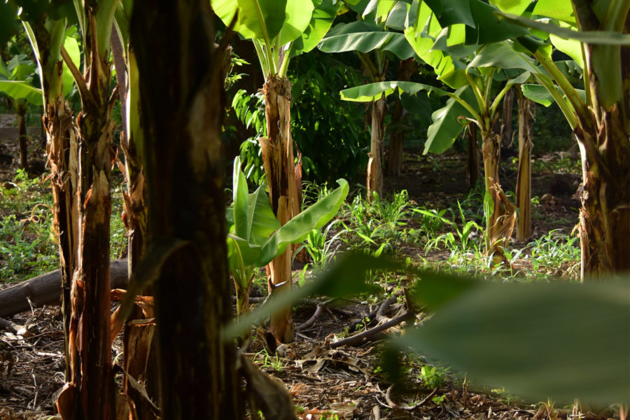 Farm Tour – Mto Wa Mbu