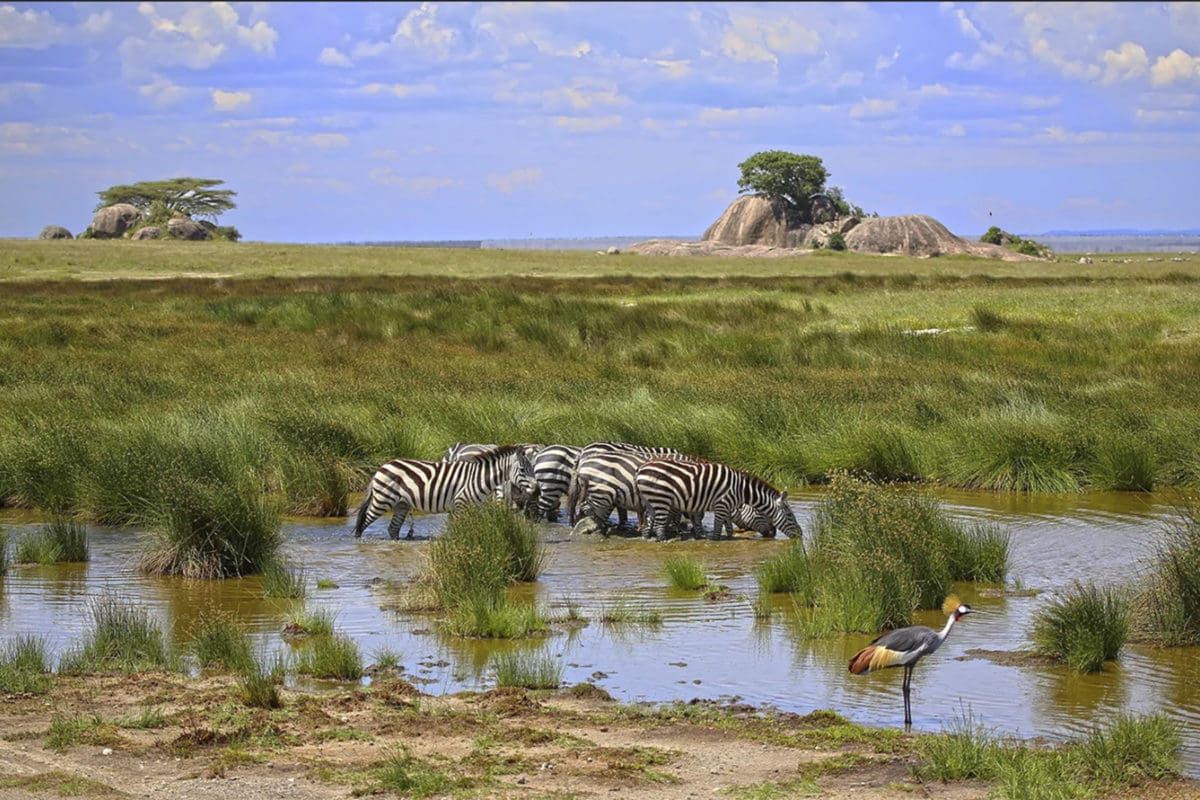 Serengeti 2 days 1 night