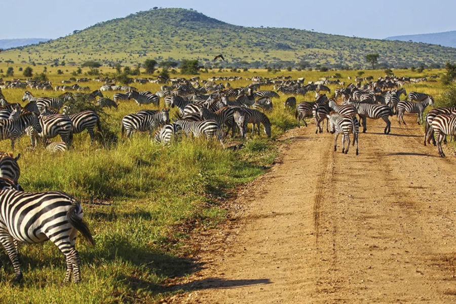 Serengeti 3 days 2 nights 2 days game drives fly-in/fly-back