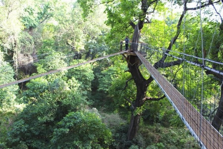 Tree top Walkway Lake Manyara
