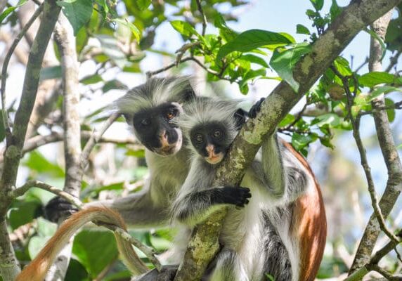 Jozani Forest Zanzibar Tanzania